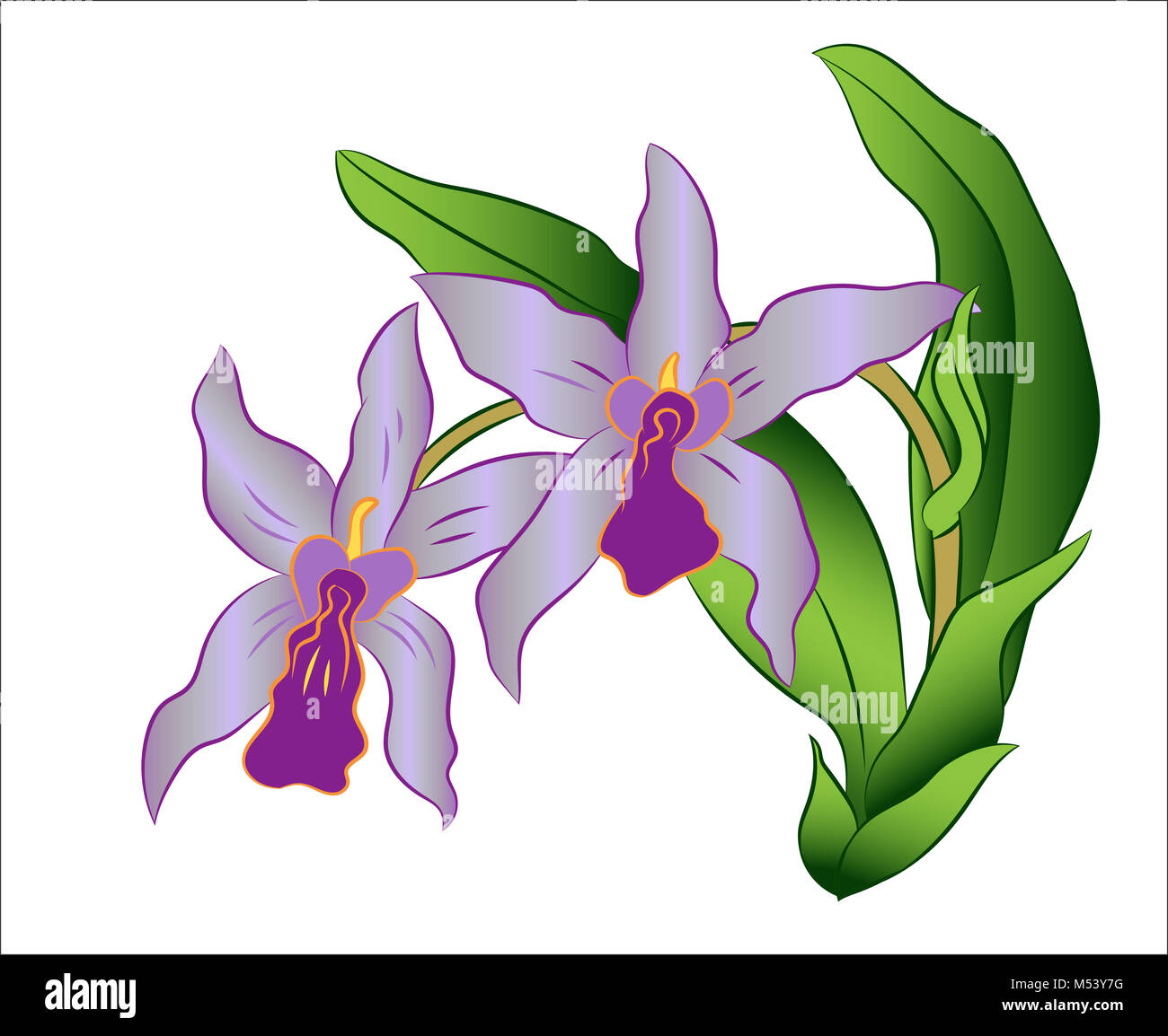 Rama de flor de orquídea con hojas verdes, ilustración vectorial Fotografía  de stock - Alamy