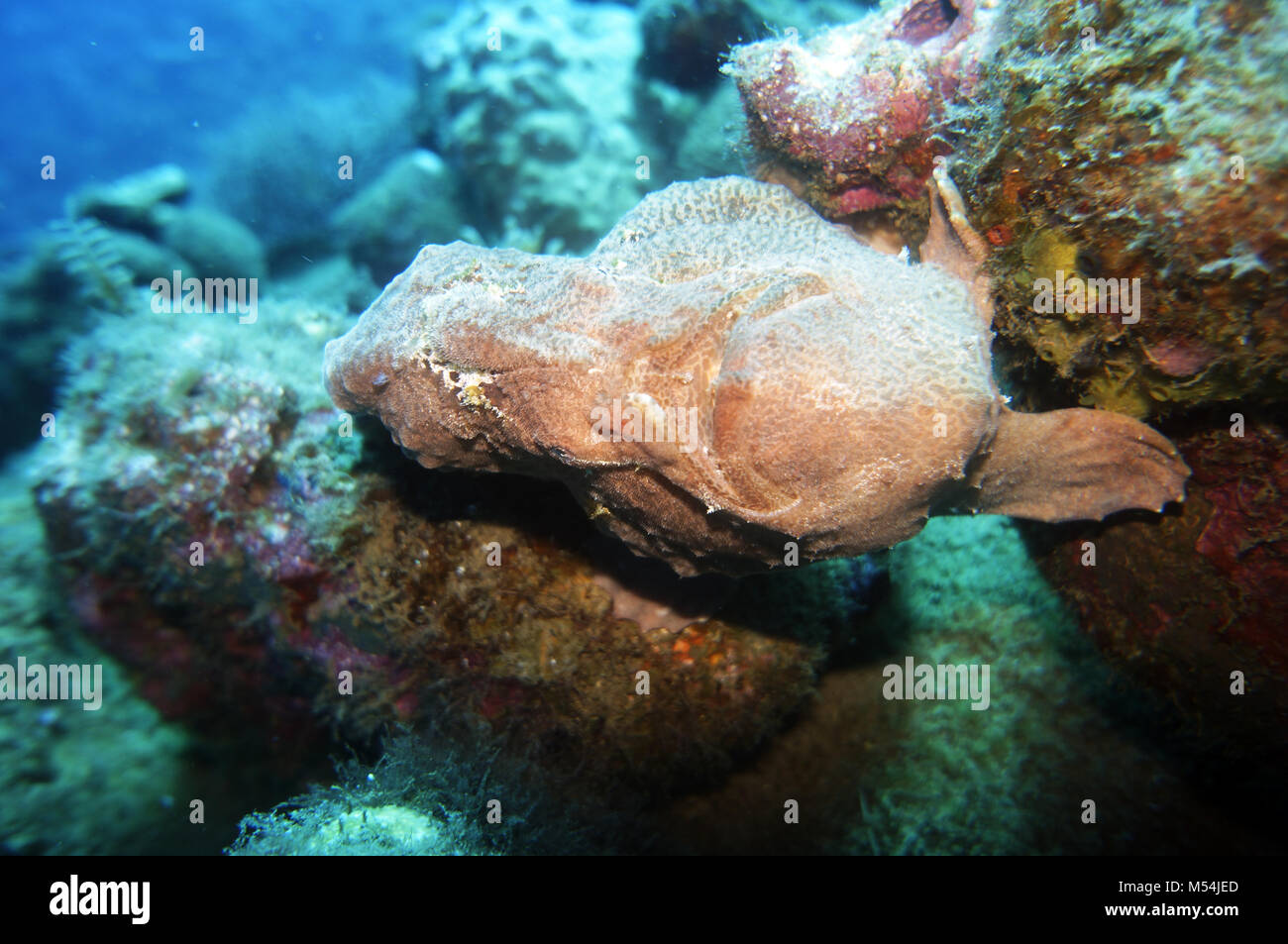 Commerson's frogfish Foto de stock