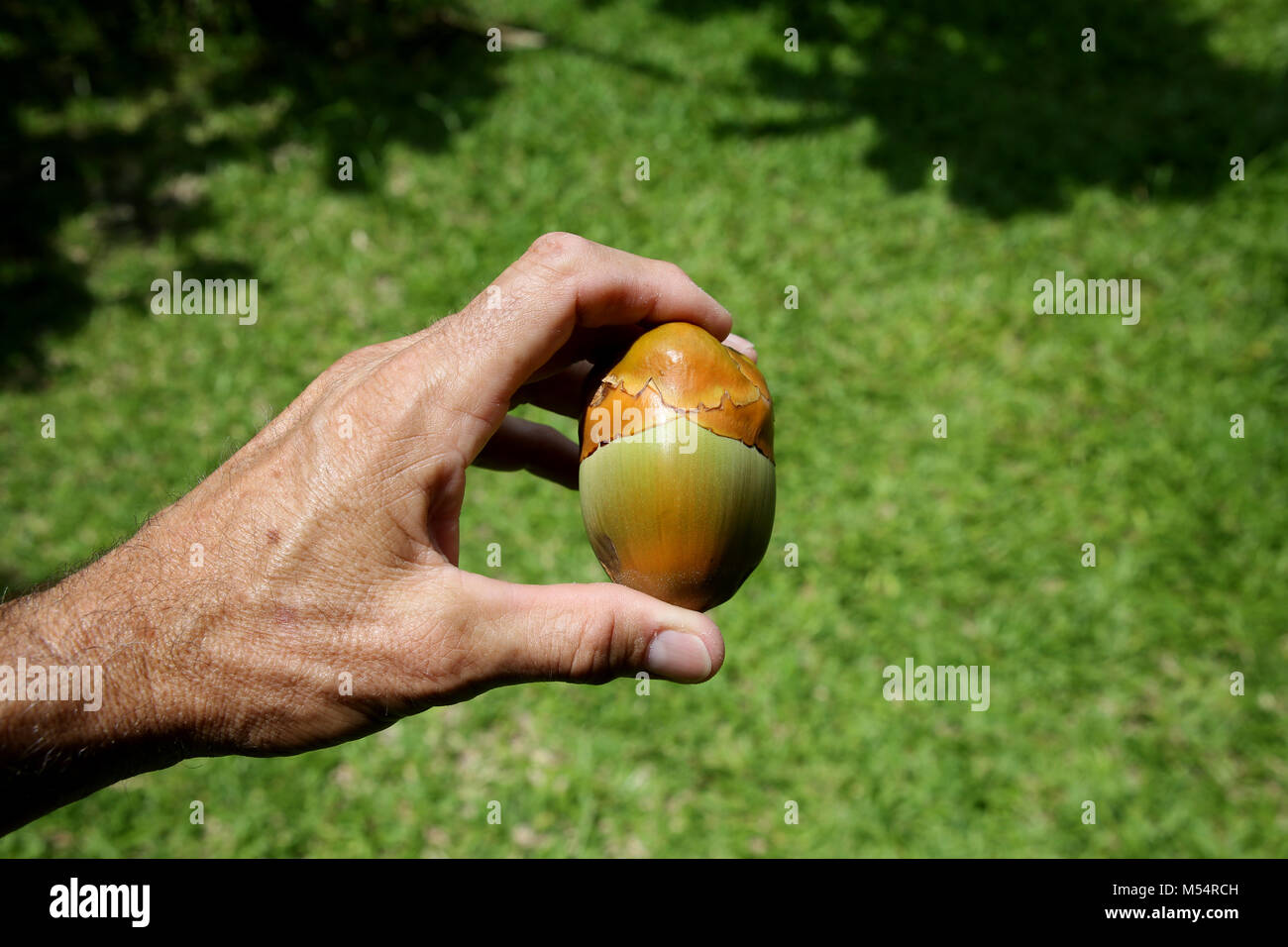 Smal coco en una etapa temprana de desarrollo en la mano Foto de stock