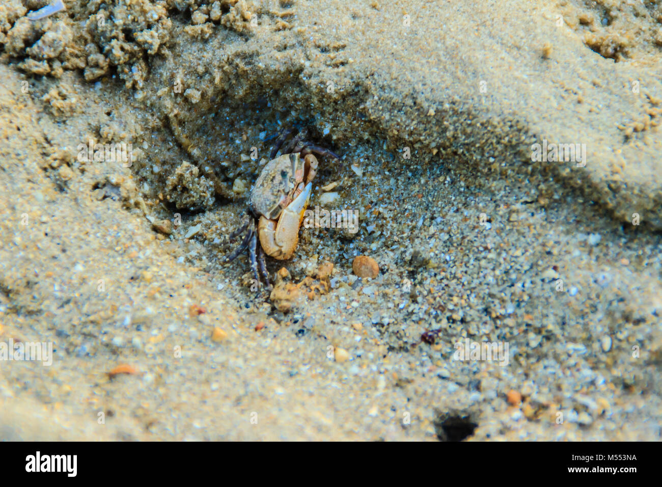 Sesarma Fotos E Imagenes De Stock Alamy