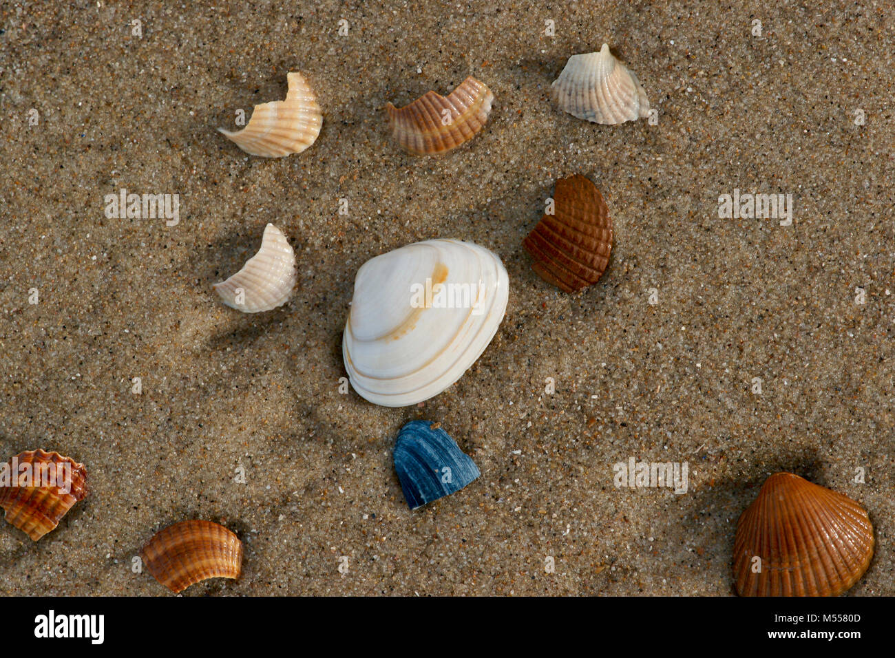 Close-up de conchas marinas diferentes en diferentes colores yacen en una playa de arena en la costa del Mar del Norte de Alemania. Foto de stock