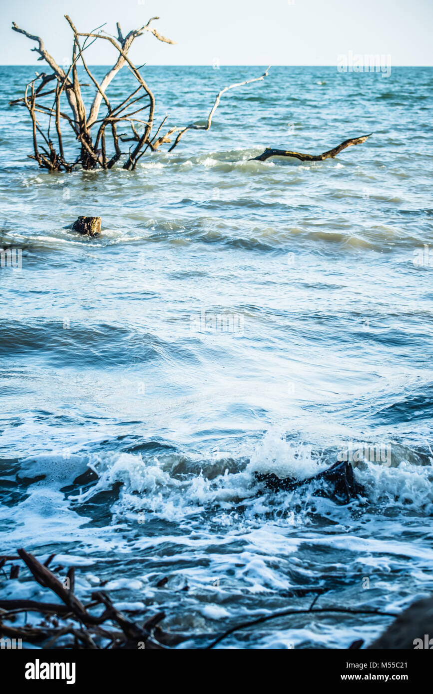 Escenas en Botany Bay Plantation cerca de Charleston, Carolina del Sur Foto de stock