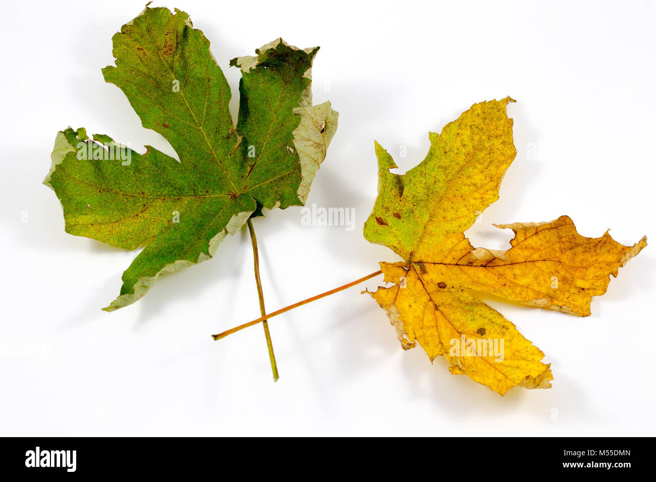 Hojas de otoño aislado en un fondo blanco. Foto de stock