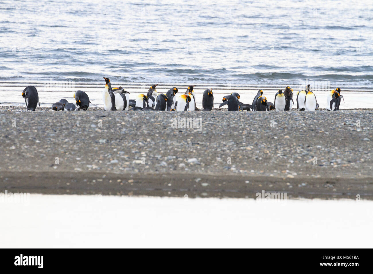 Una colonia de Pingüinos Rey (Aptenodytes patagonicus) descansando en la playa en el Parque Pinguino rey, Tierra del Fuego, Patagonia, Chile Foto de stock