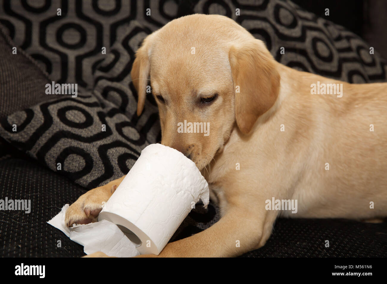 Un Golden Labrador de 5 mes de edad Cachorro juega en un sofá con un rollo  de papel higiénico Fotografía de stock - Alamy
