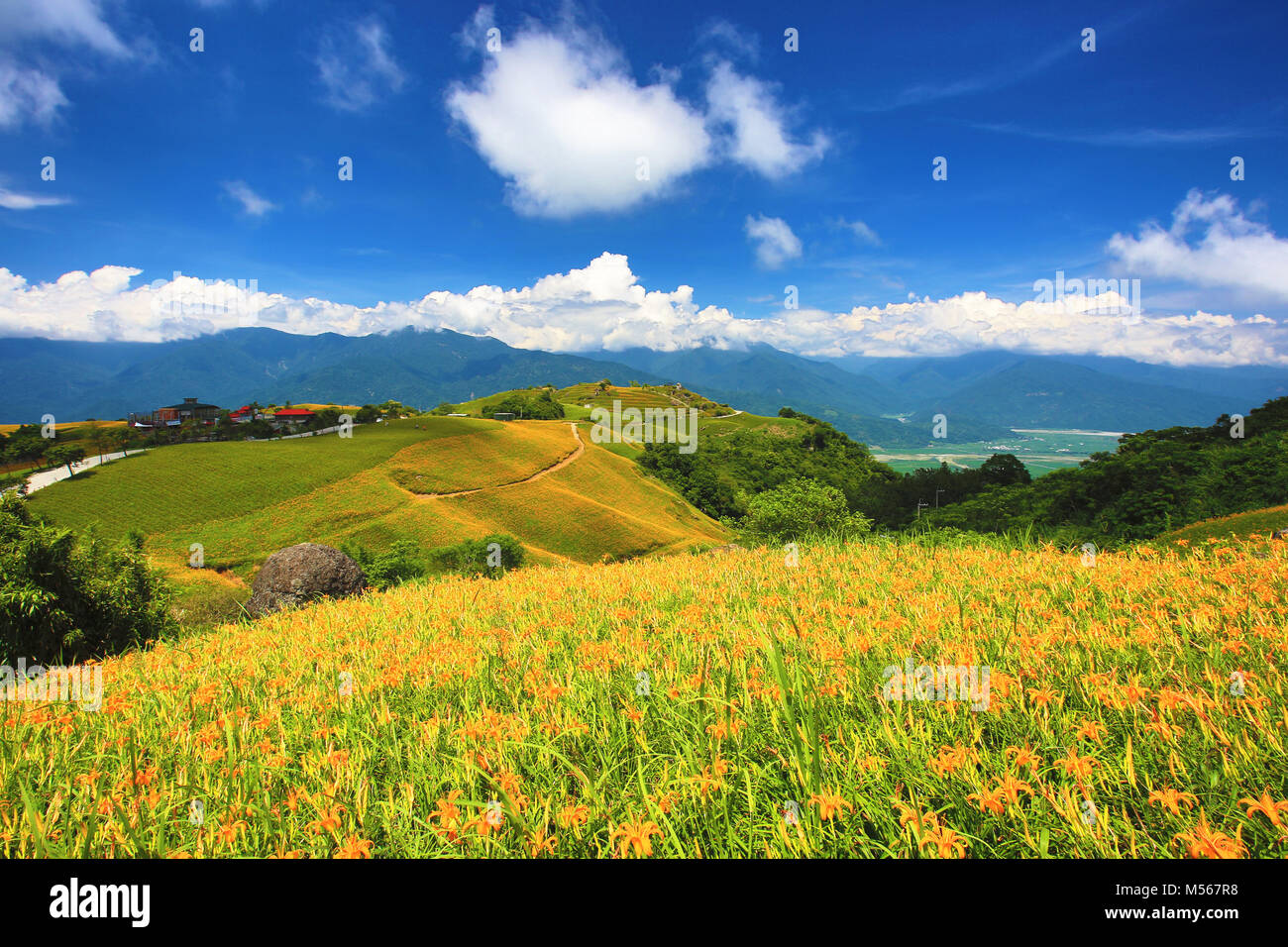 Hermoso paisaje de flores daylily con montañas en un día soleado Foto de stock