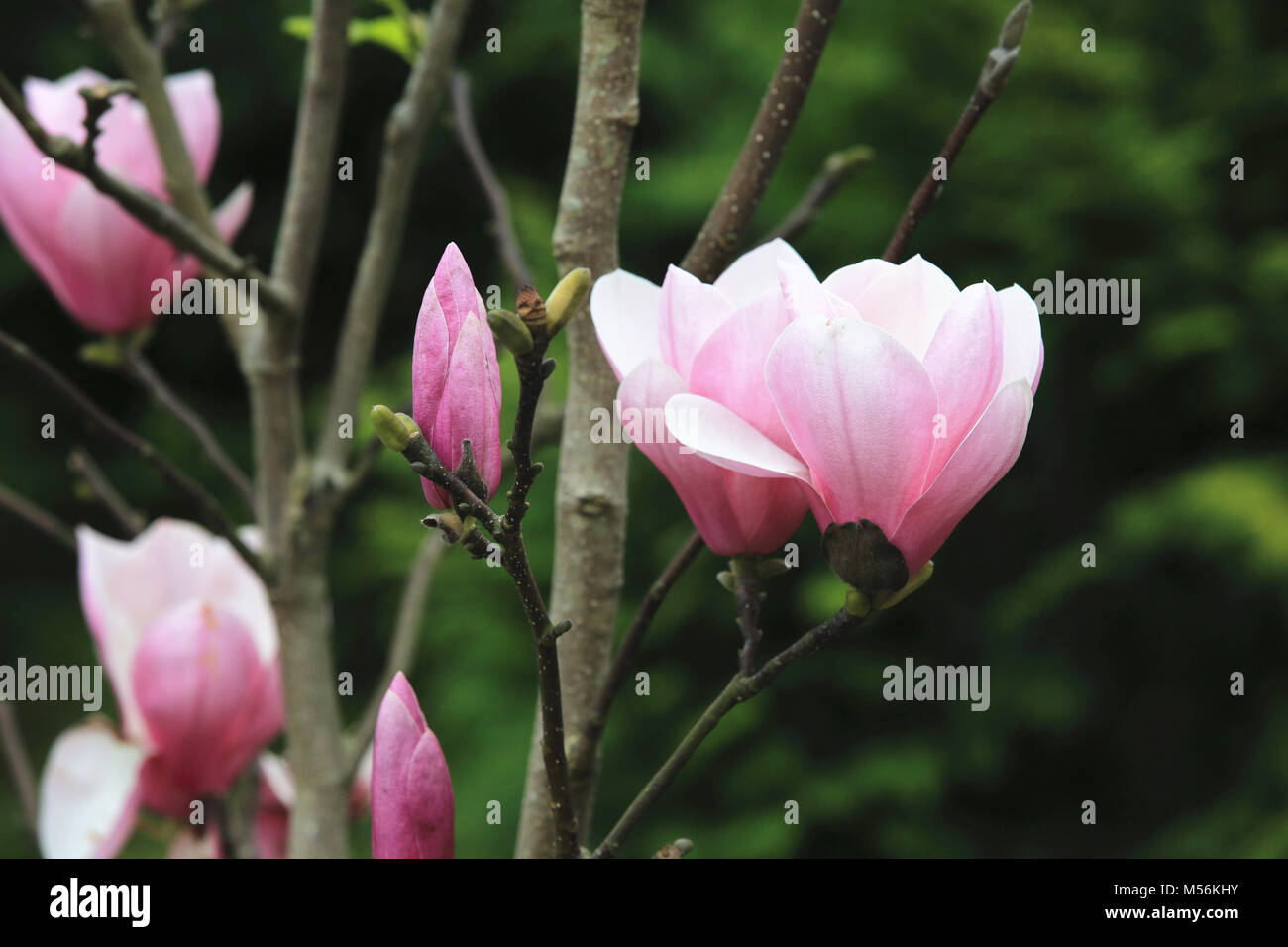 Flor de Loto Magnolia,hermoso morado con flores blancas y las yemas que  florece en la campiña en primavera,closeup, Sur de Magnolia,Loblolly  Magnoli Fotografía de stock - Alamy