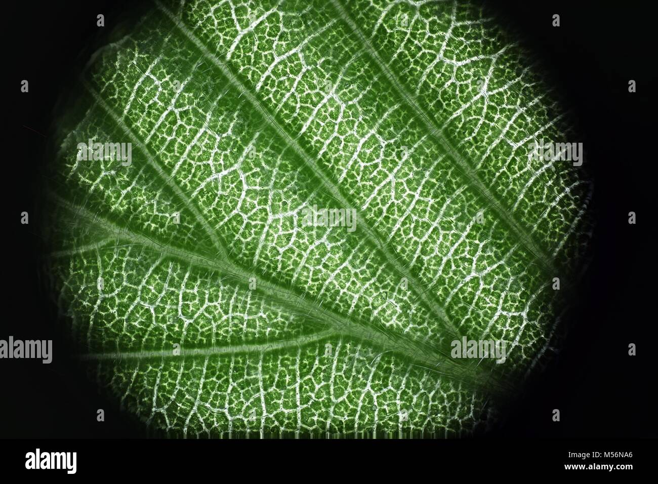Imagen de microscopio de una hoja de avellano común Foto de stock