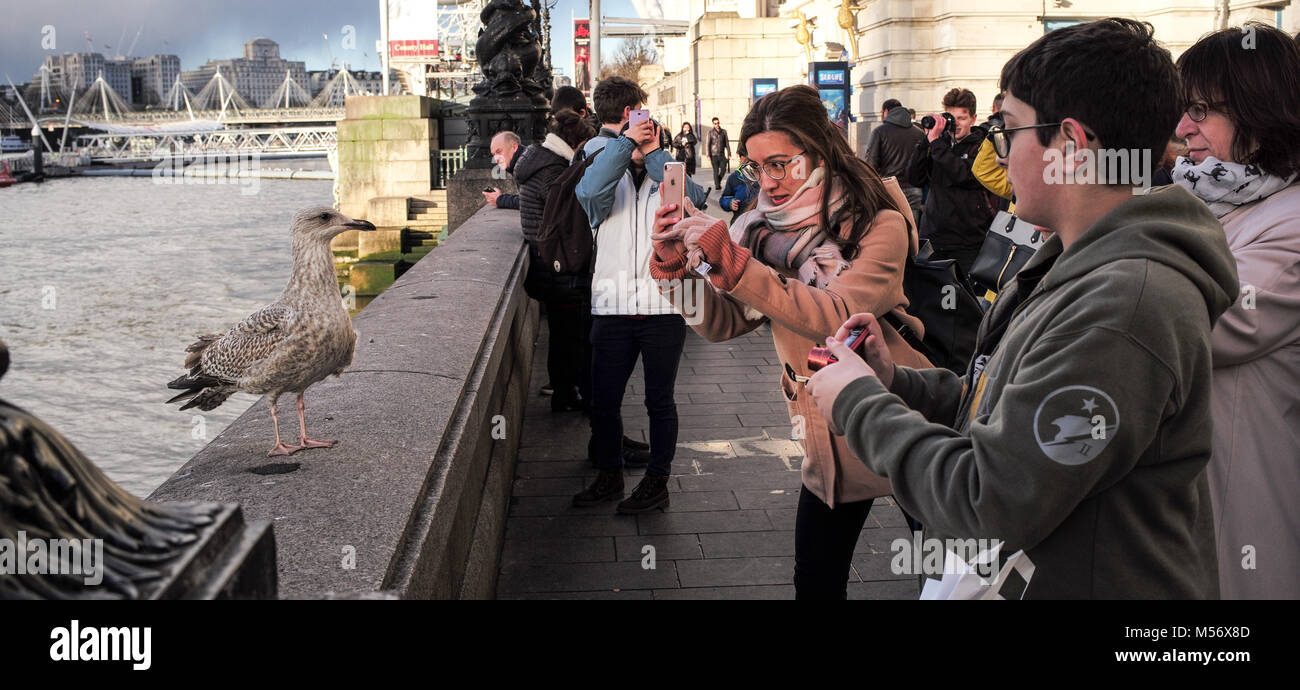 La gente toma fotos en Southbank de Londres uno de los muchos gaviotas que cometa este área para compactar para alimentos. Foto de stock