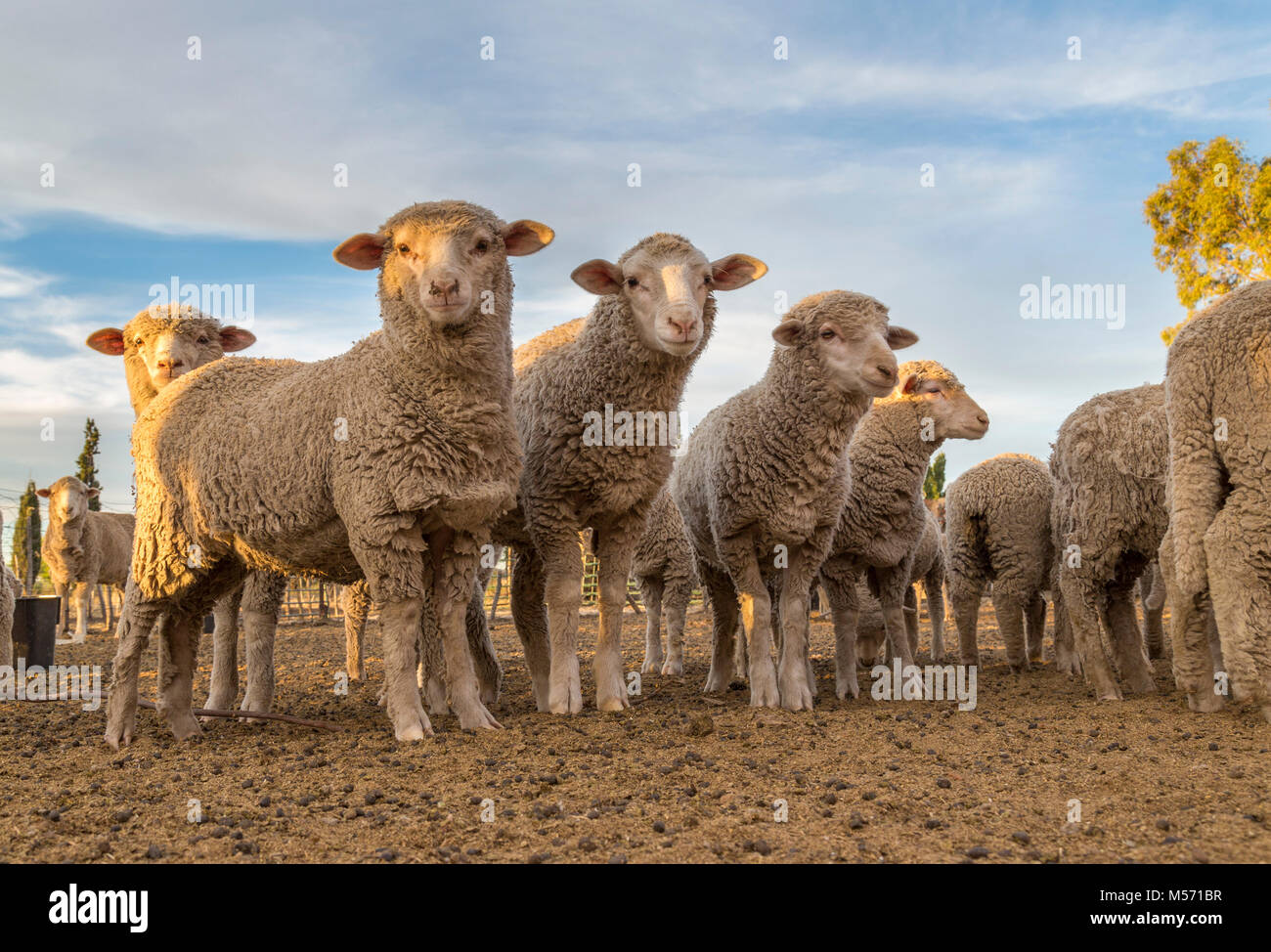Rebaño de ovejas Merino jóvenes parados en un kraal en una granja de karoo Foto de stock