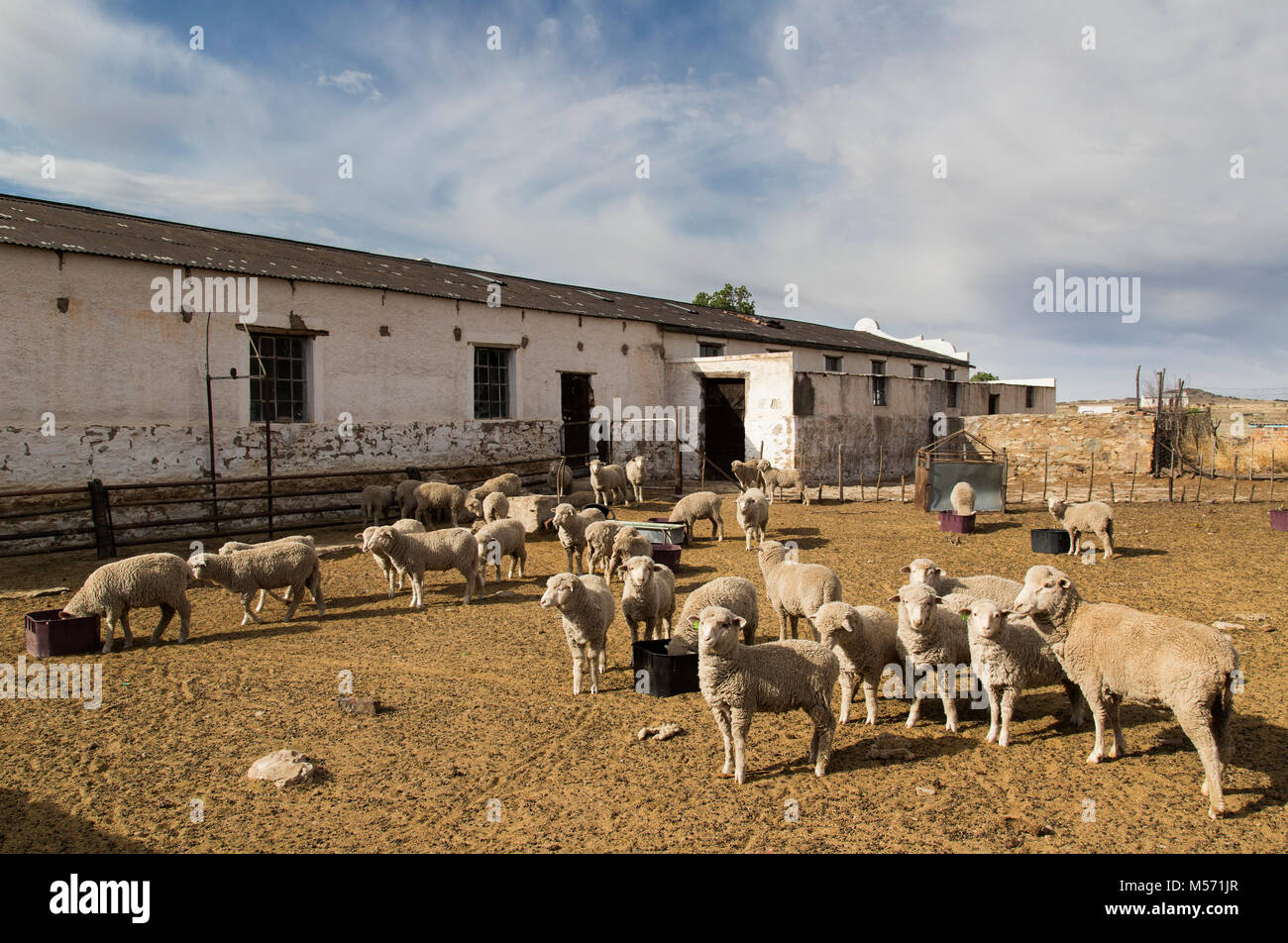 Ovejas Merino en un patio abierto en una granja de Karoo Foto de stock