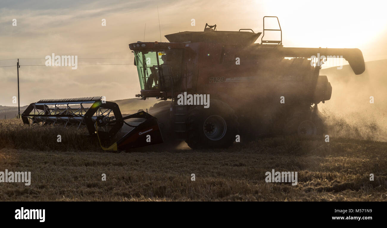 Vista panorámica de una cosechadora cosecha trigo Foto de stock