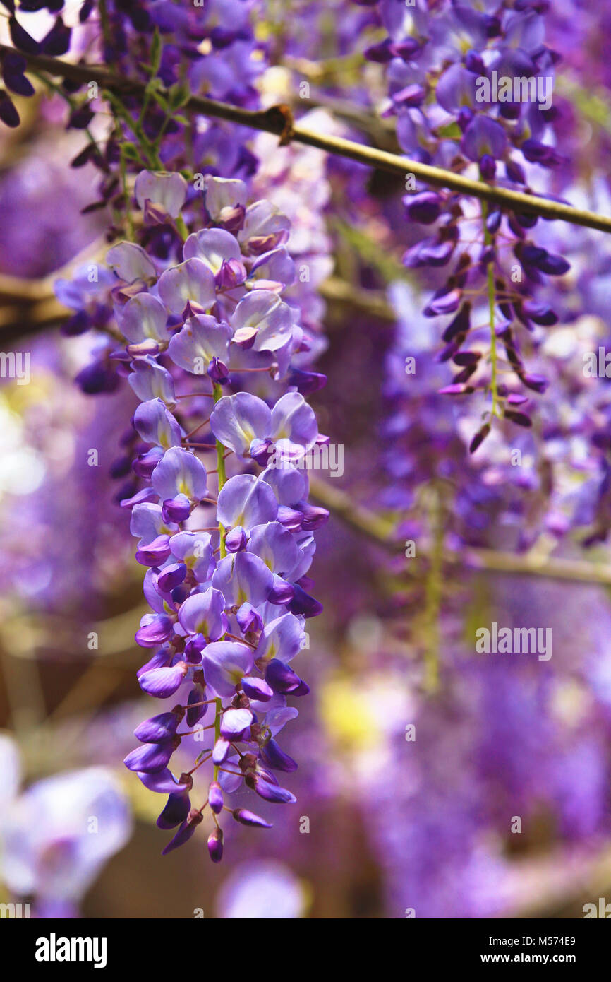 Violeta Glicinas Hermosos Paisajes De Color Morado Con Flores