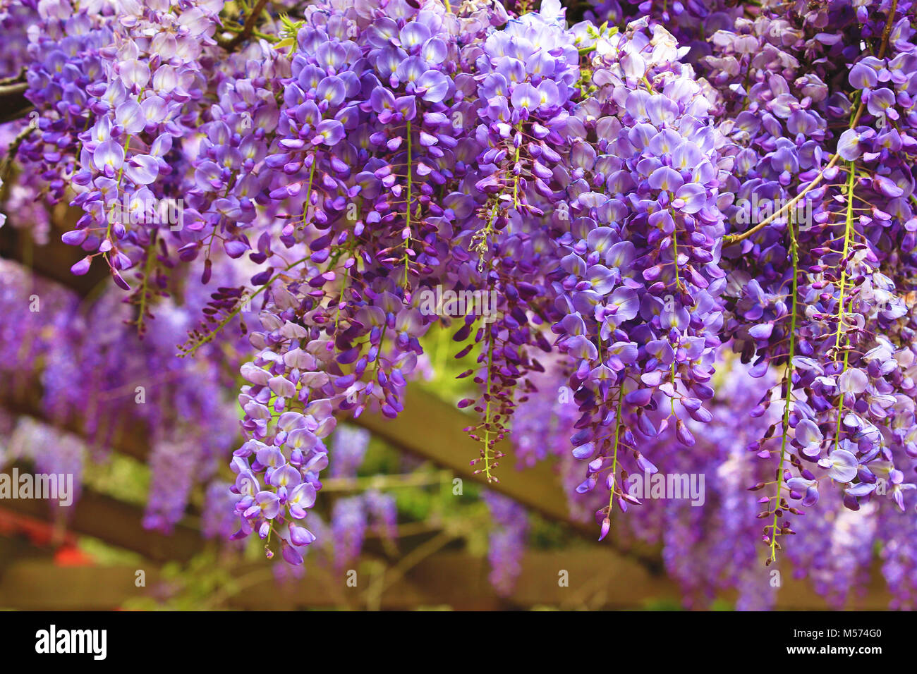 Violeta Glicinas Hermosos Paisajes De Color Morado Con Flores