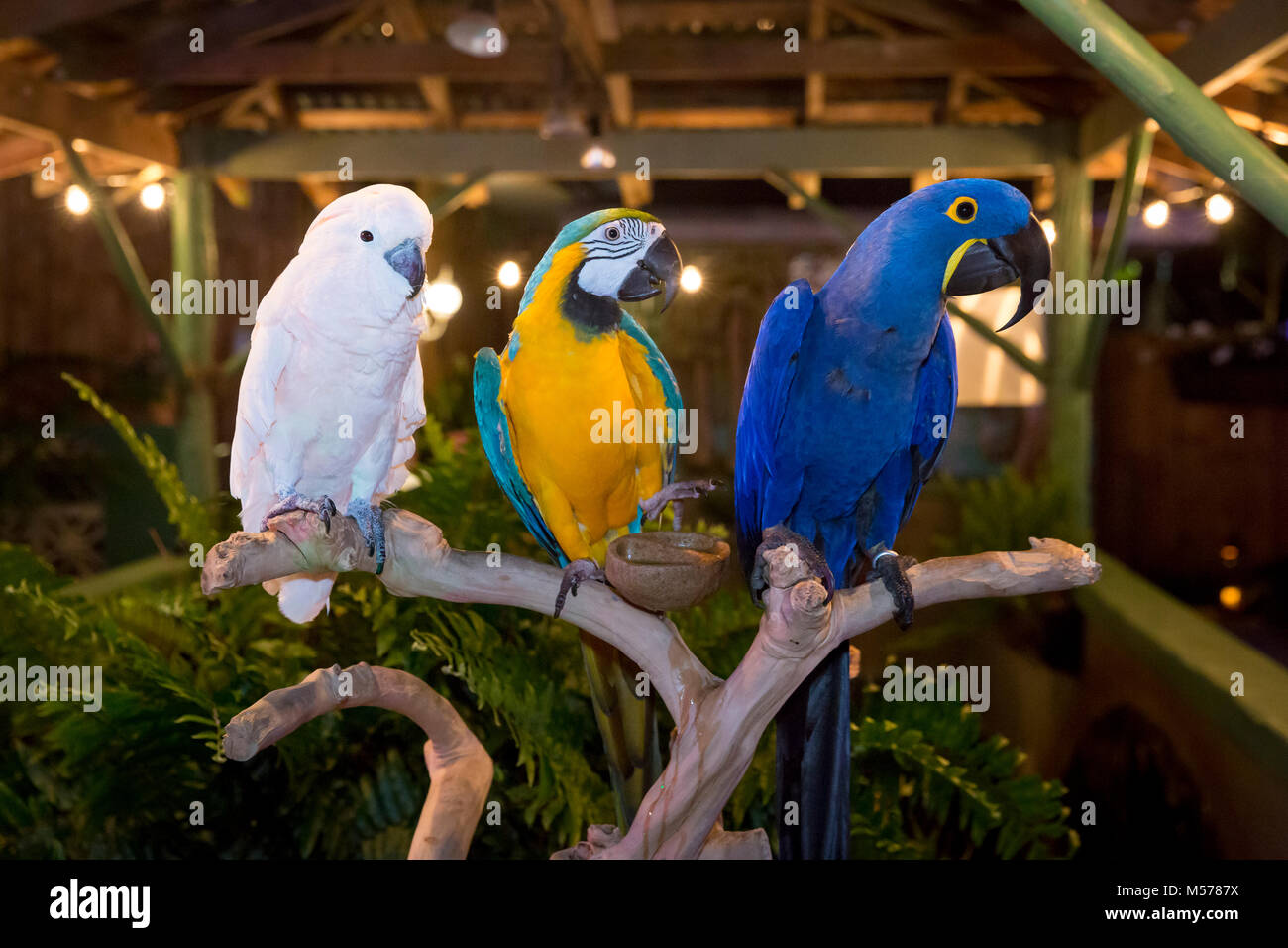 La cacatúa de las Molucas (Cacatua moluccensis), un guacamayo azul y dorado (Ara ararauna) y un Mcaw Jacinto (Anodorhynchus hyacinthinus) en Everglades ganó Foto de stock