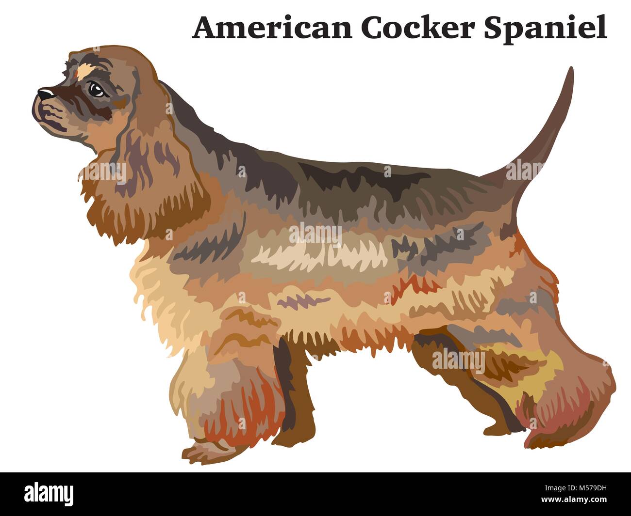 Perro cocker spaniel americano Imágenes vectoriales de stock - Alamy