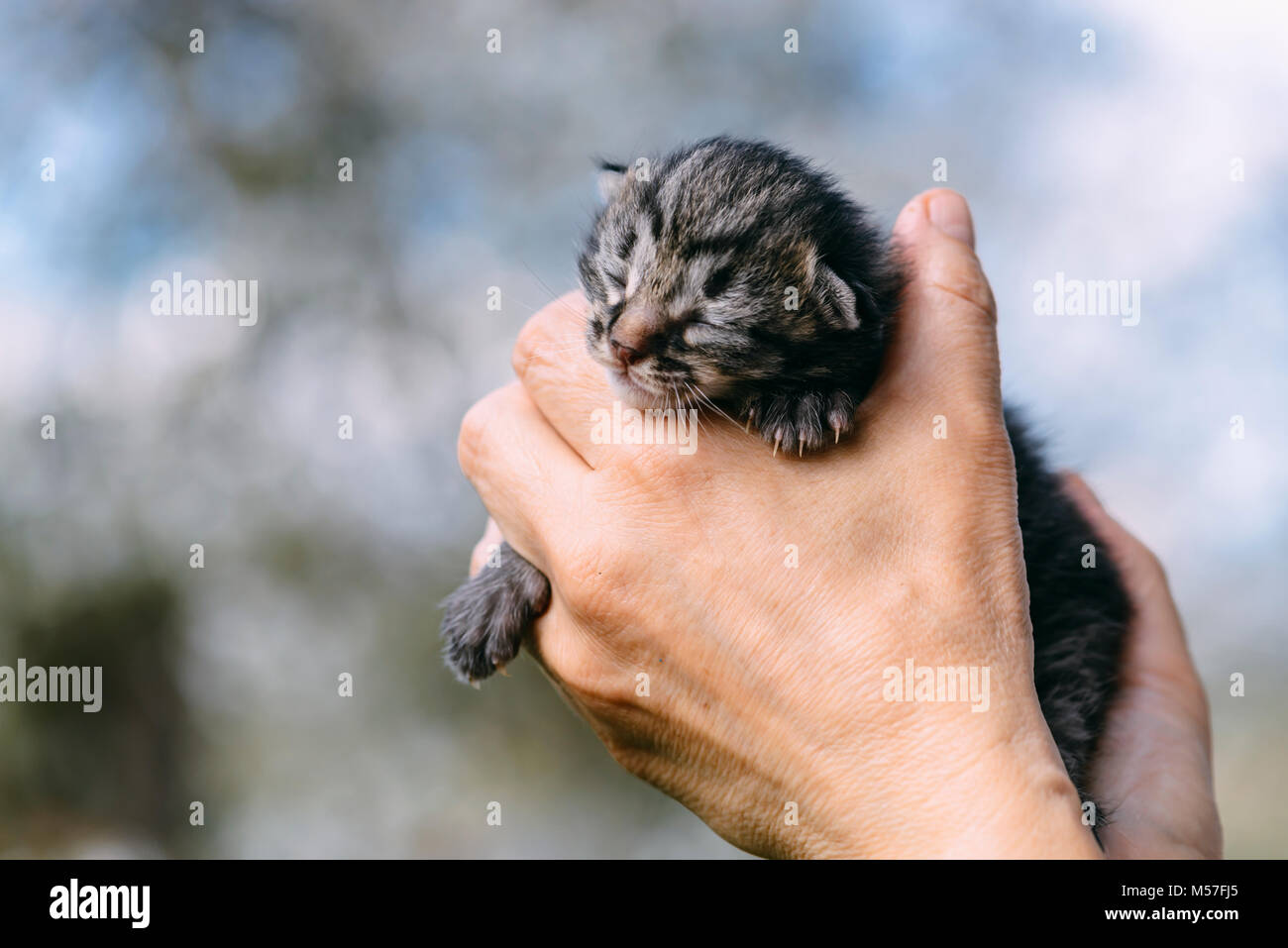 Gatito recién nacido en manos outdors Foto de stock