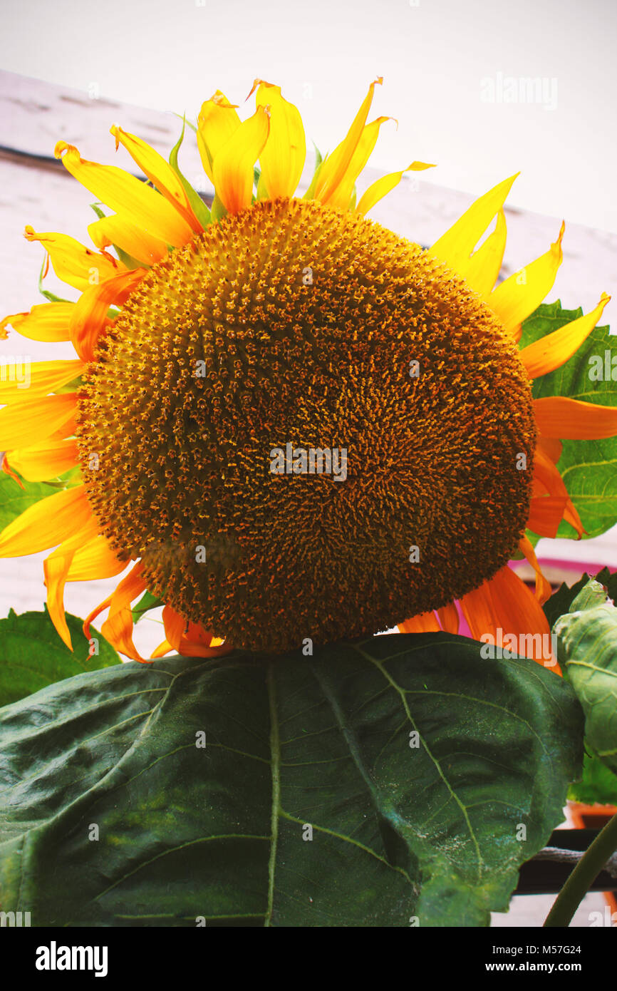 Flor gigante del sol fotografías e imágenes de alta resolución - Alamy