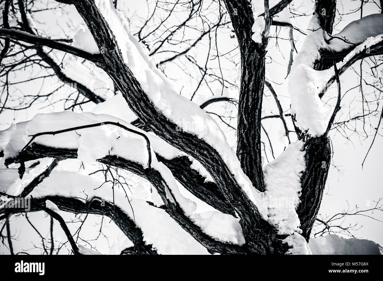 La nieve cubrió el tronco y las ramas de un árbol de roble. día en el bosque o el parque. Geometría de la naturaleza en blanco y negro Foto de stock