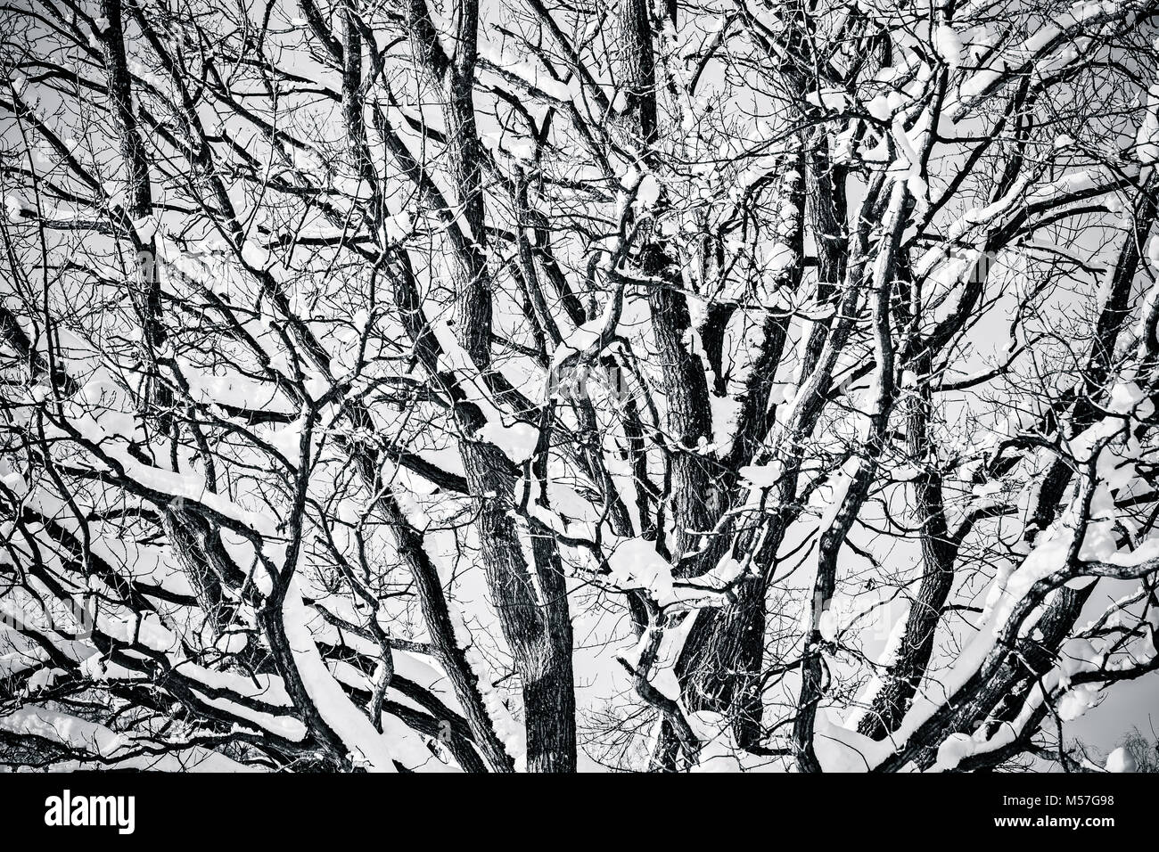 La nieve cubrió el tronco y las ramas de un árbol de roble. día en el bosque o el parque. Geometría de la naturaleza en blanco y negro Foto de stock