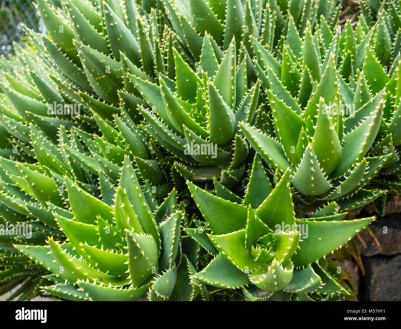 Aloe Vera (Aloe vera), Gran Canaria, Islas Canarias, España Fotografía de  stock - Alamy