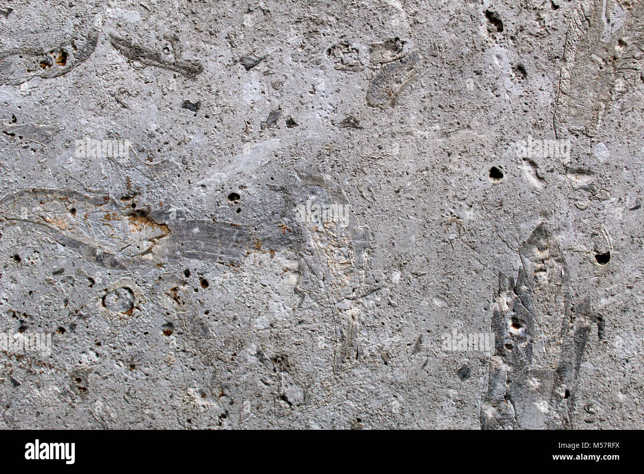 Fósiles marinos en una losa de roca caliza utilizada como piedra decorativa Foto de stock