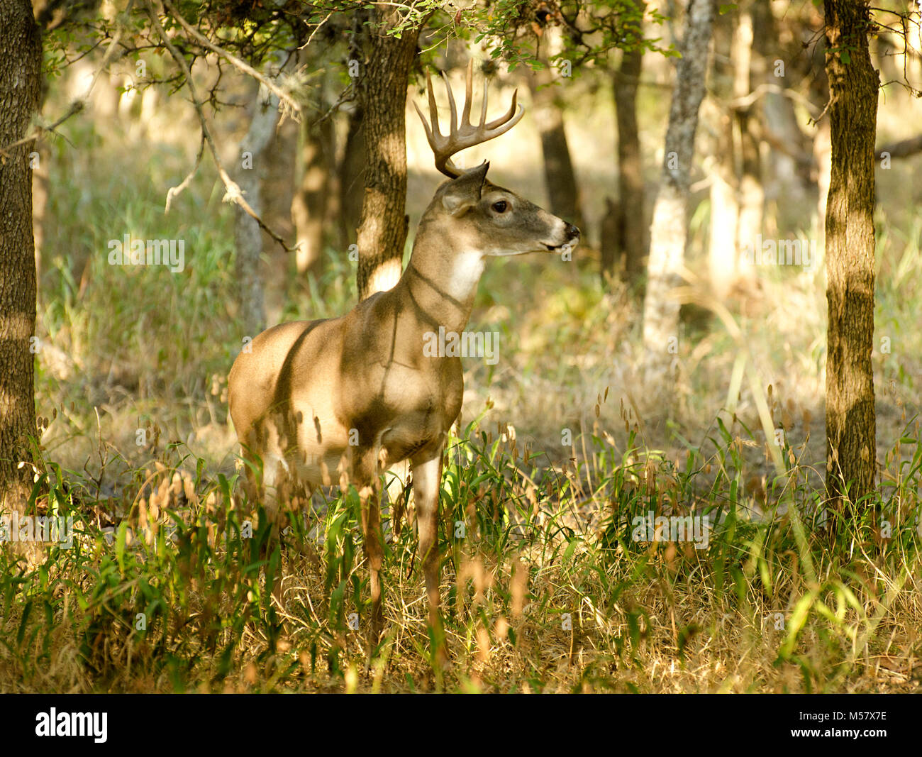 Venado cola Blanca norteamericana en entorno arbolado Foto de stock