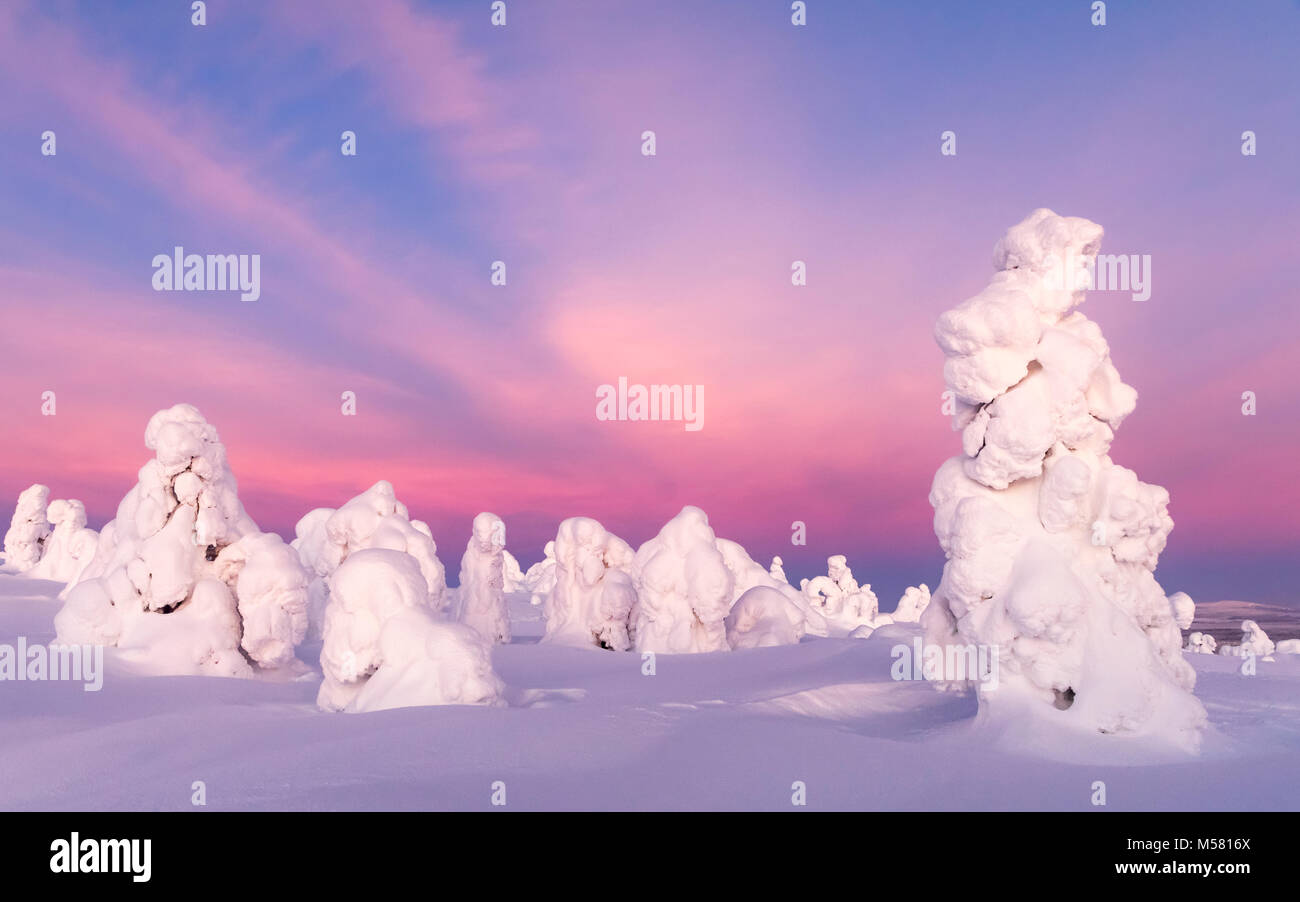Árboles nevados en la Laponia finlandesa Foto de stock
