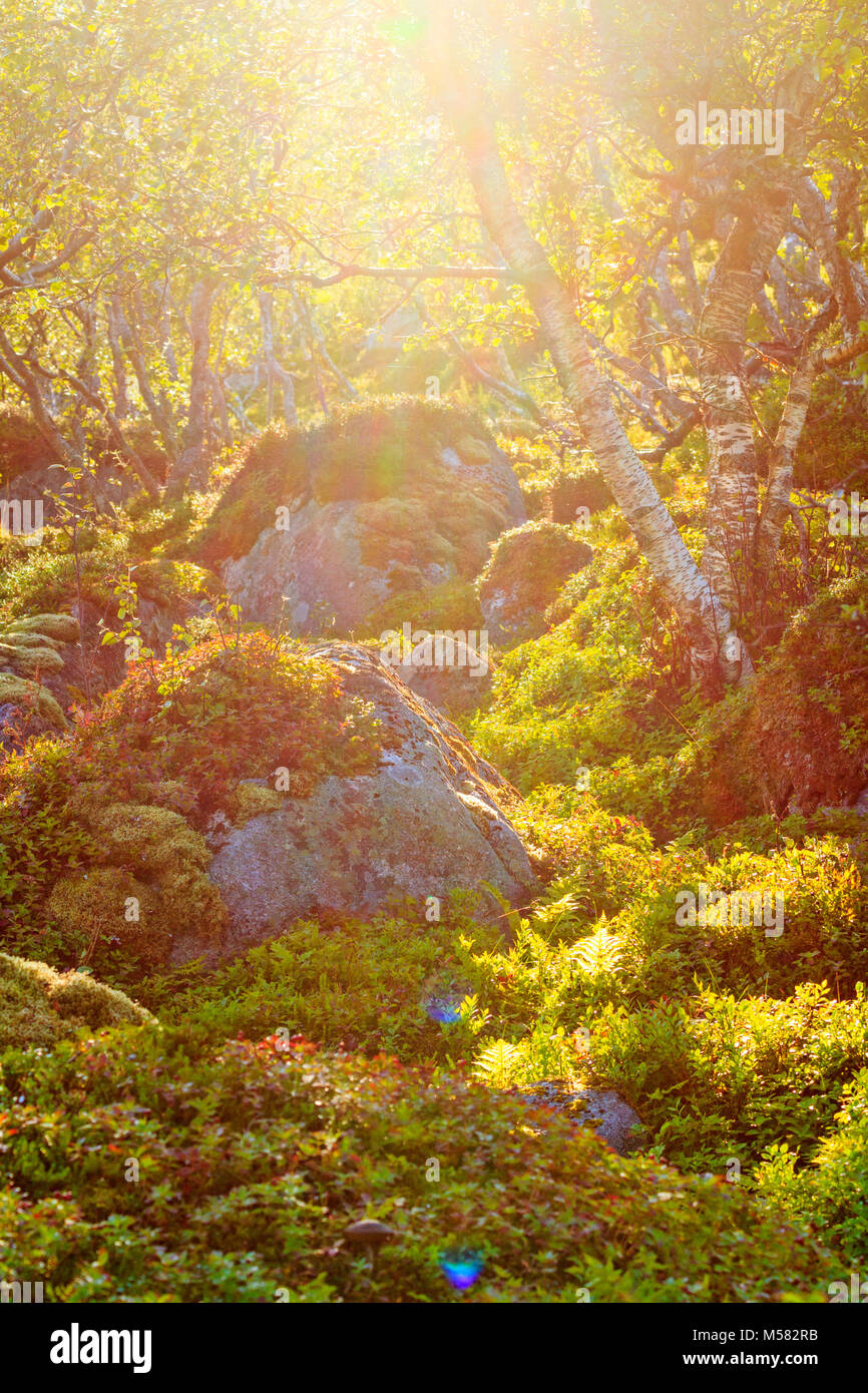 Fantasía fantástico paisaje de rocas cubiertas de musgo y árboles curiosos,  texturas y fondos de escritorio Fotografía de stock - Alamy