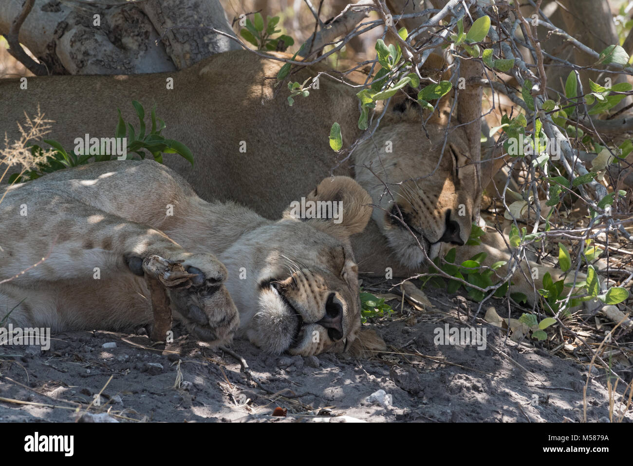 Dos jóvenes leones durmiendo en la orilla de la carretera en el Parque Nacional Chobe, Botswana Foto de stock
