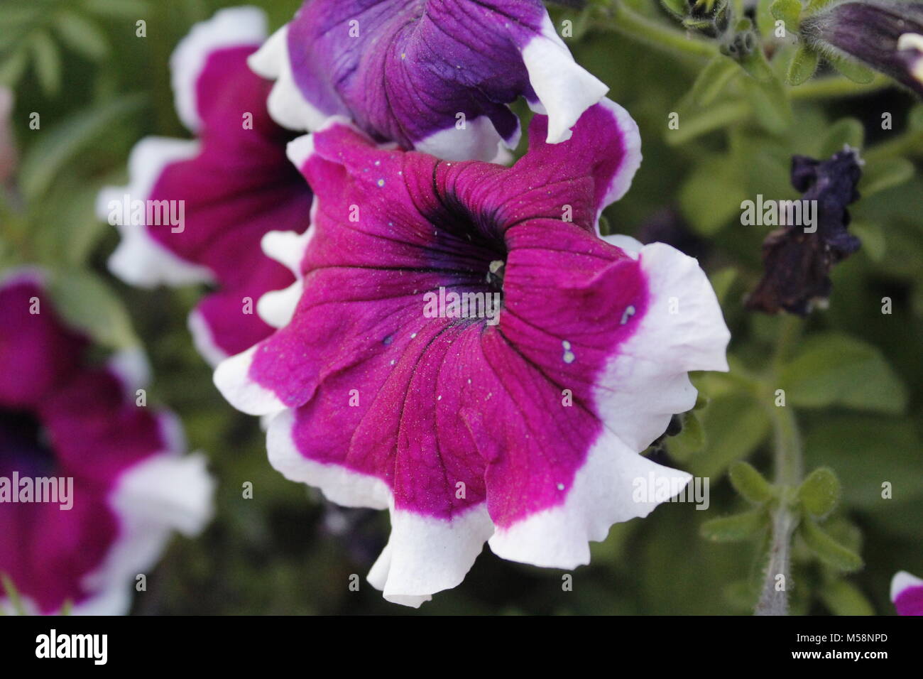 Petunia Flor, Leh India Foto de stock