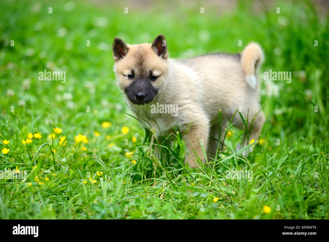 Un hermoso cachorro Laika de Siberia en el césped Fotografía de stock -  Alamy
