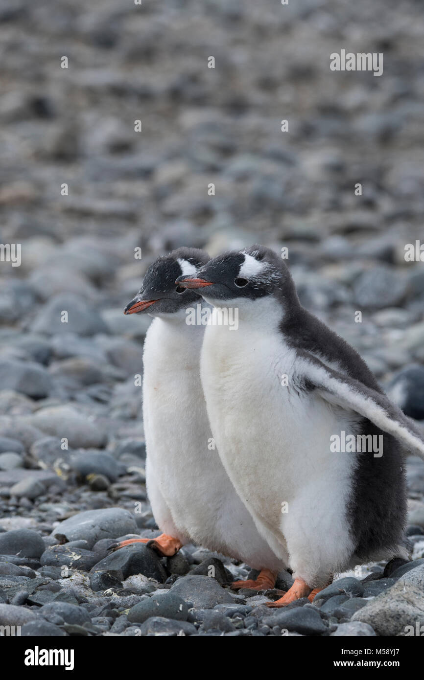 La Antártida, Islas Shetland del Sur, Puerto Yankee. Los polluelos de pingüinos papúa (Pygoscelis papua). Foto de stock