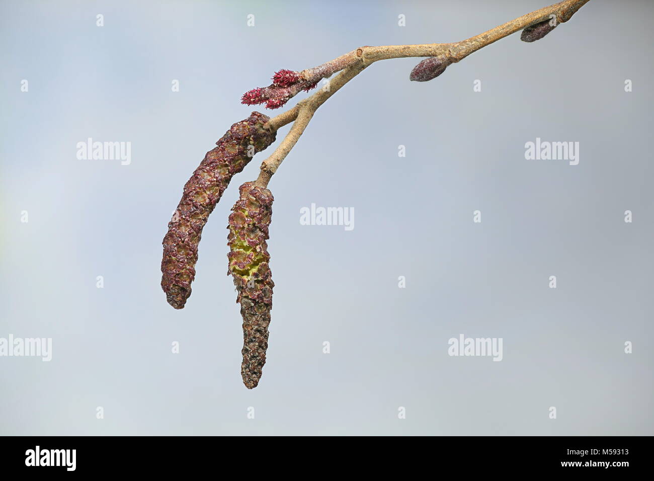 Aliso gris amentos, fuente común de la alergia al polen Foto de stock