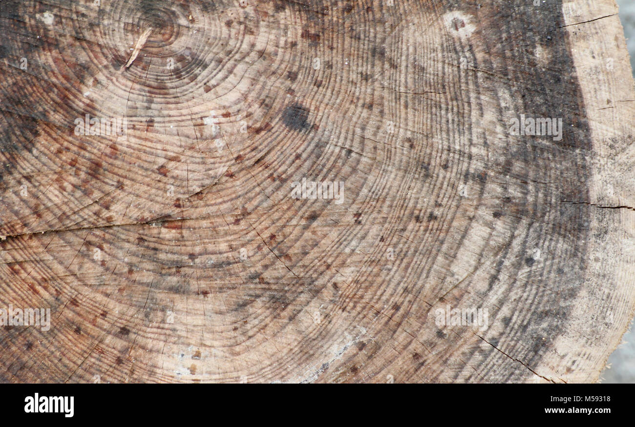 árbol cortado por la mitad fotografías e imágenes de alta resolución - Alamy