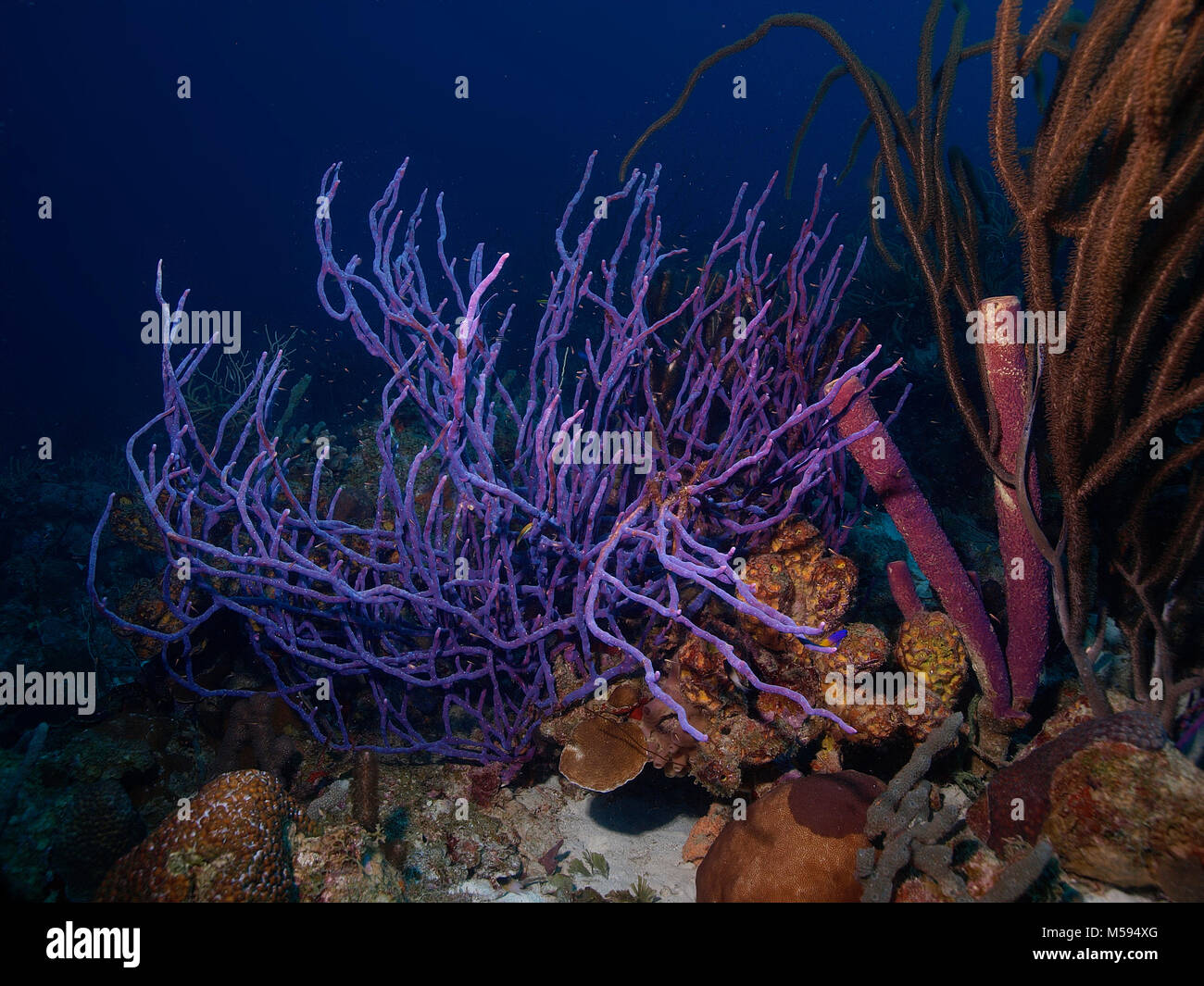 Fila cuerda poro esponja, Seil Schwamm (Aplysina Cauliformis) Bonaire, Niederländische Antillen, Karibik, Atlantik Foto de stock