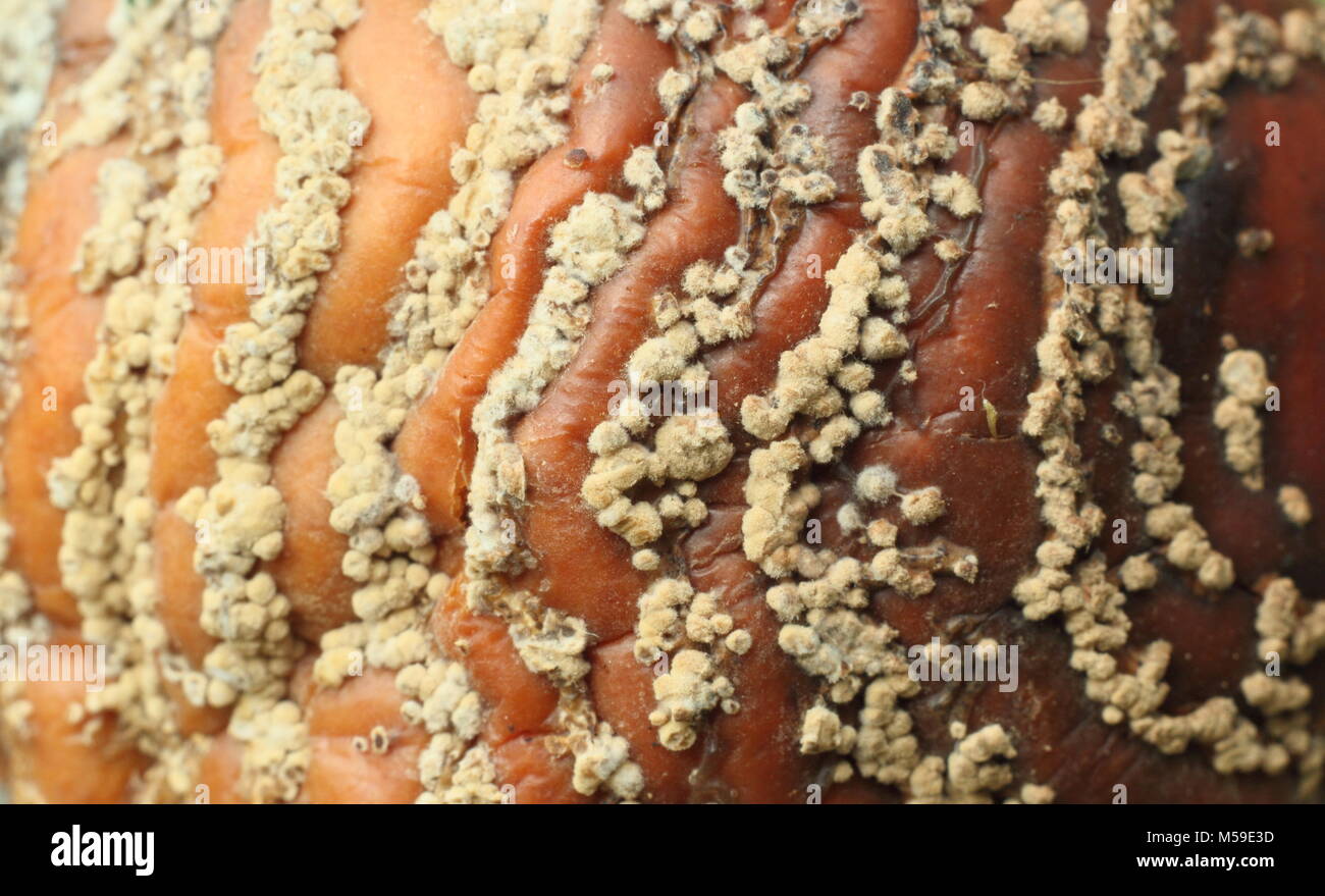 Enfermedad De La Manzana Enfermedad De Malus Fotos e Imágenes de stock