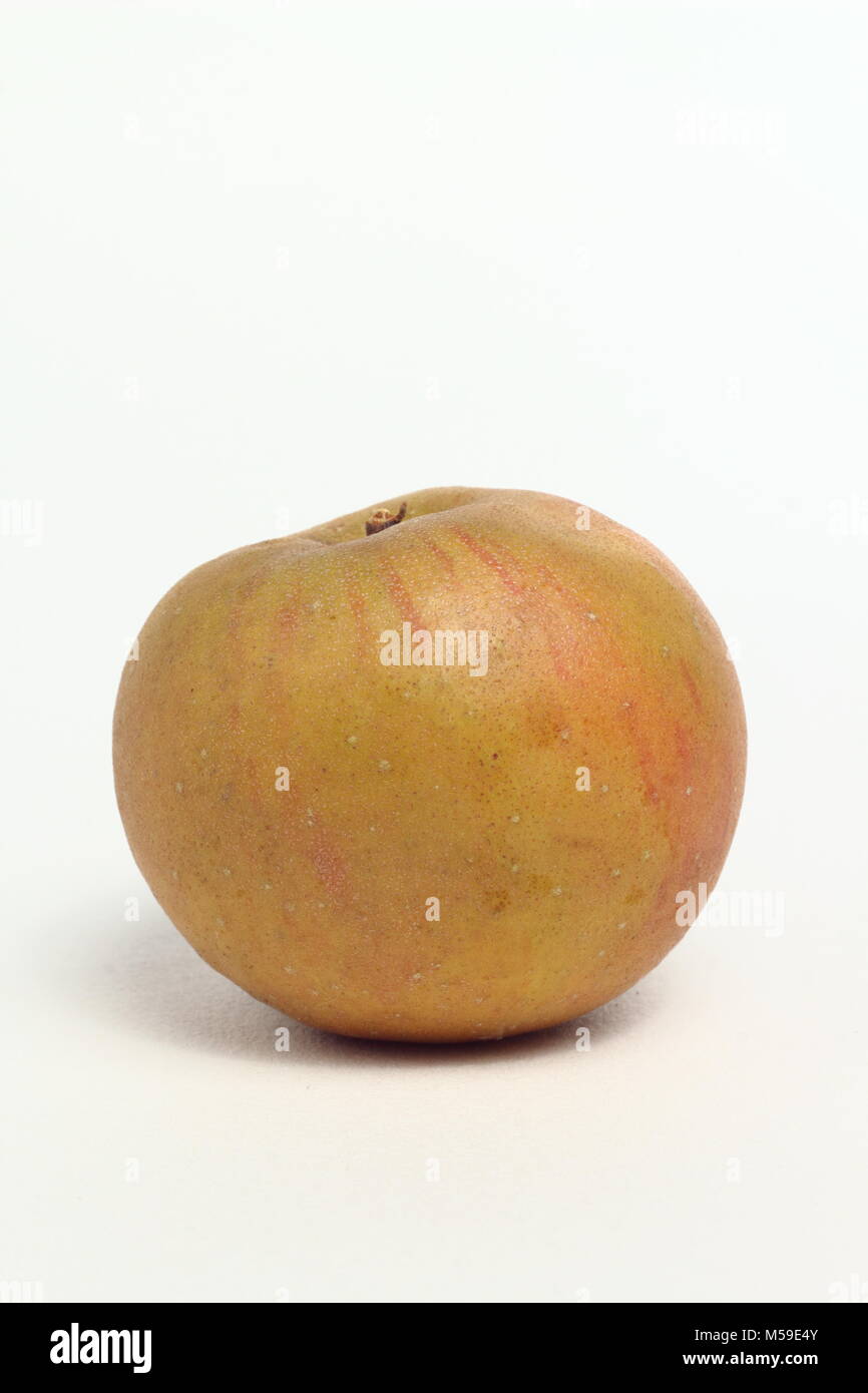 Malus domestica 'Egremont Russet', una reliquia de la variedad de