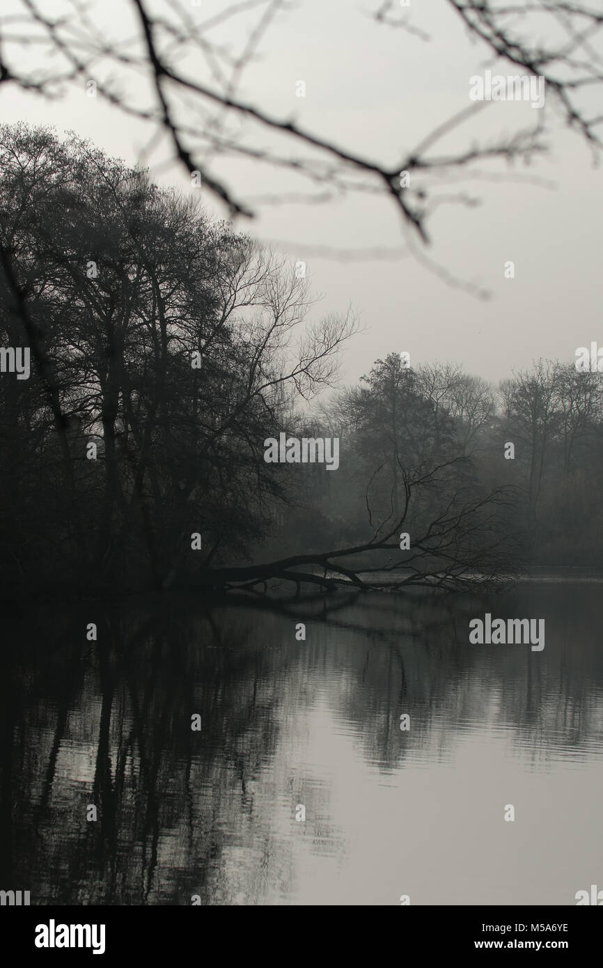 Misterioso lago con un árbol caído, gris oscuro día de invierno. Los árboles reflejando en el agua. Foto de stock