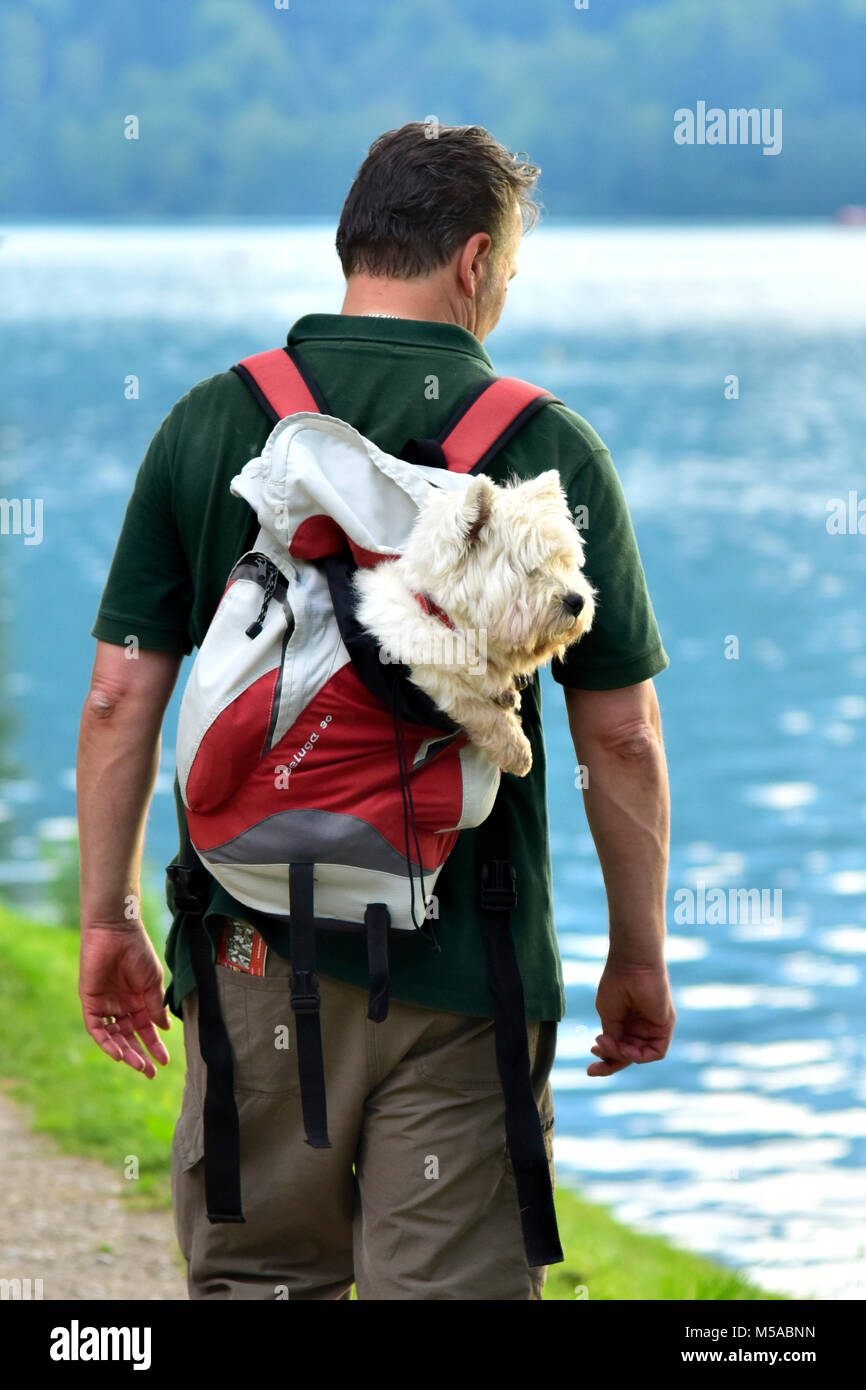 En Europa, los Balcanes, Eslovenia, esloveno, Bled, hombre con excursiones al lago alonge Foto de stock