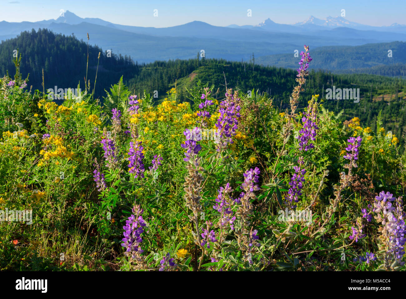 Ee.Uu., el Pacific Northwest, Oregon, el Bosque Nacional de Willamette, Tres Hermanas, Monte Washington visto desde el oeste Foto de stock