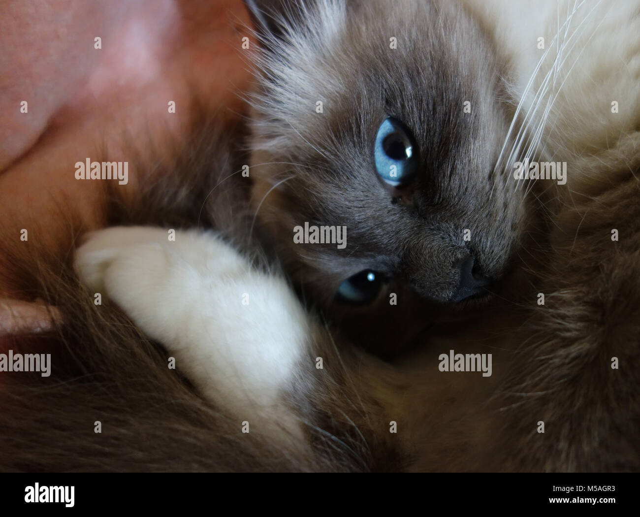 Un hermoso gato birman despertando de su siesta, todos los dulces y suaves Foto de stock