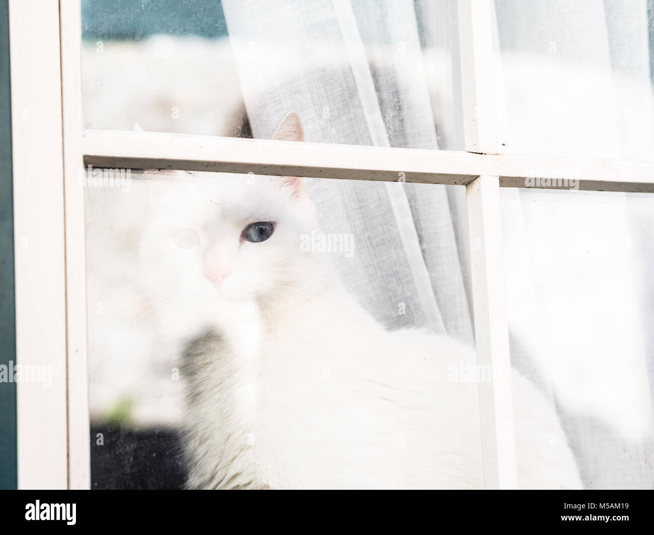 Gato Blanco sentado en la ventana, mirando afuera, en el casco antiguo de la ciudad de Oporto. Foto de stock
