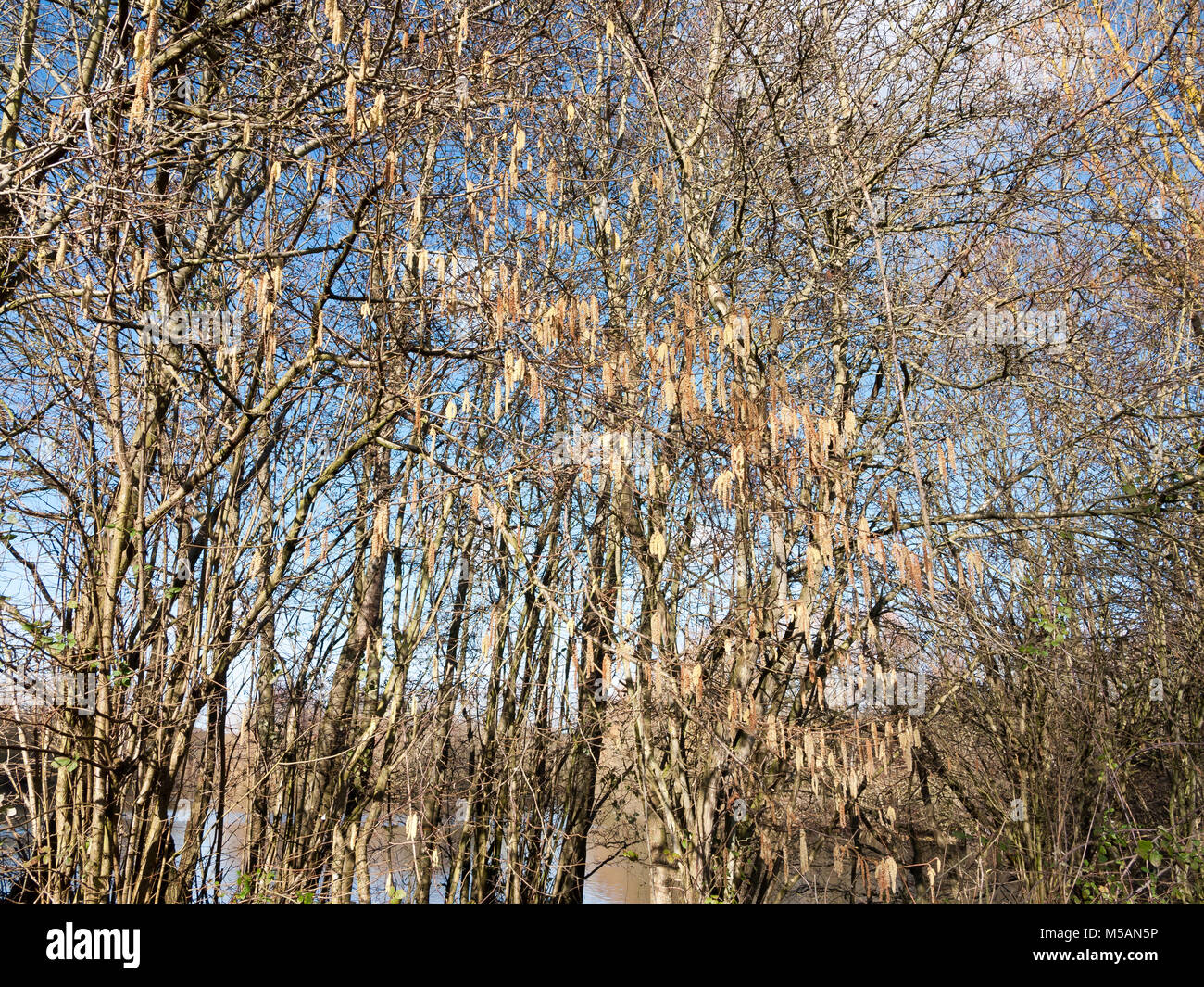 Hermosa gama de amentos colgantes en bare rama cielo árbol en primavera;  essex; Inglaterra; uk Fotografía de stock - Alamy