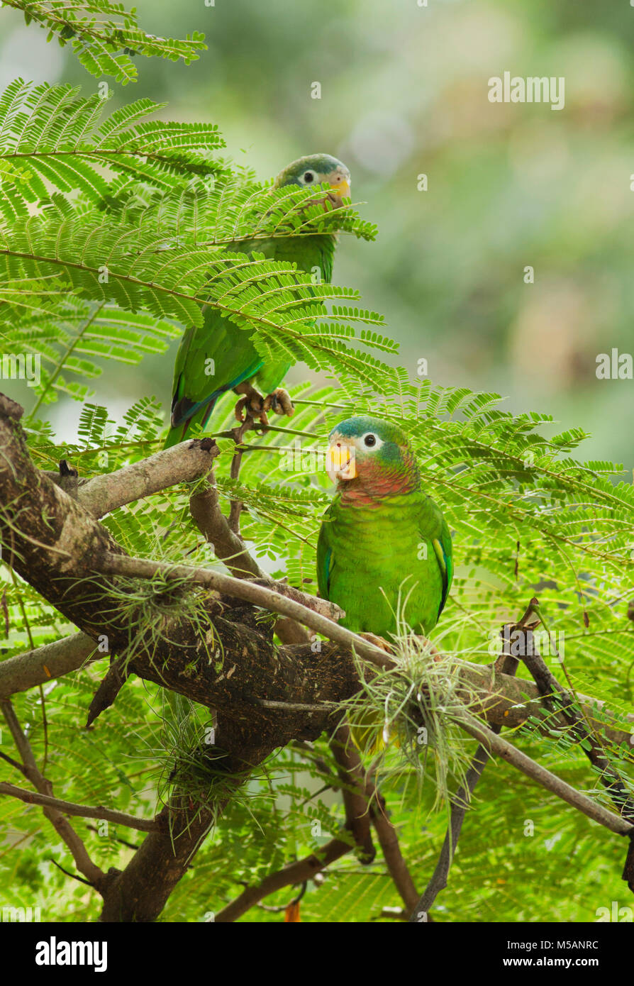 Loros Amazona de pico amarillo (Amazona collaria) Vulnerable, endémica de Jamaica, Wild Foto de stock