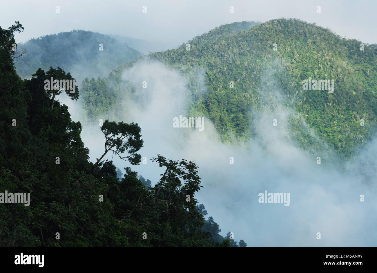 Misty crestas, Hardwar Gap, Parque Nacional Blue y John Crow Mountains, Jamaica Foto de stock