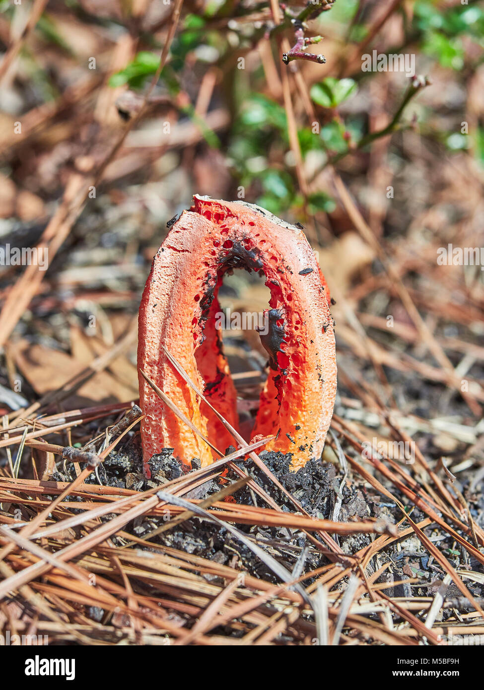Clathrus Ruber, jaula o cesta stinkhorn stinkhorn, hongos creciendo en el piso del bosque, Montgomery, Alabama, Estados Unidos. Foto de stock