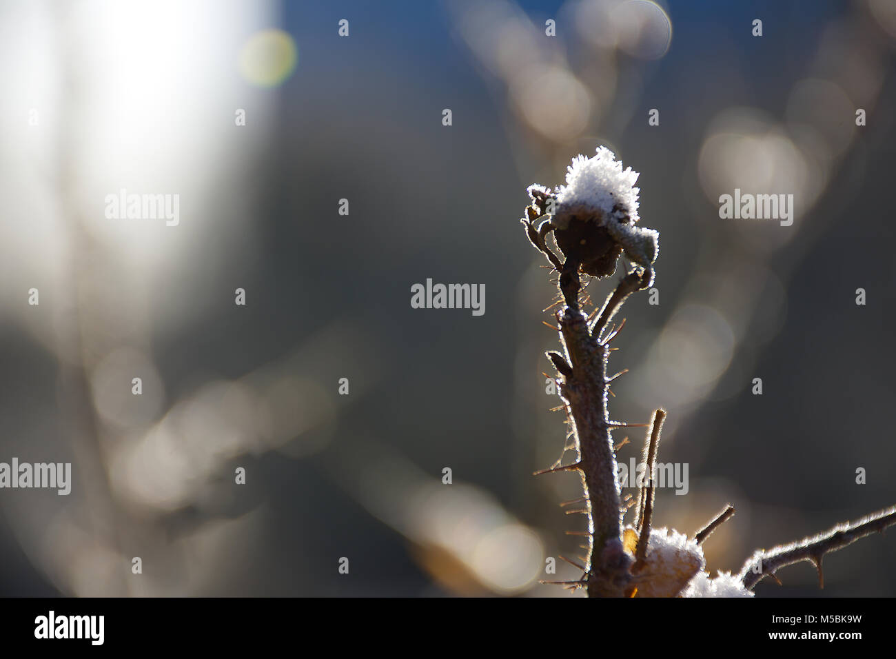 Congelados,seco,rosa silvestre planta cubierta con nieve y heladas en la soleada mañana de invierno. Retroiluminación naturales,contraste alto.La naturaleza,Reino Unido British invierno.mundo natural. Foto de stock