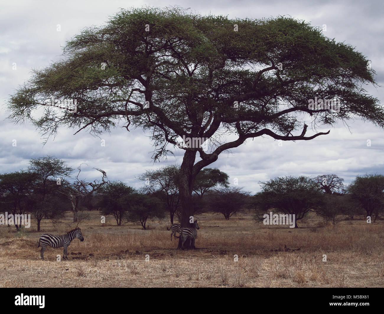 Paisaje africano Foto de stock