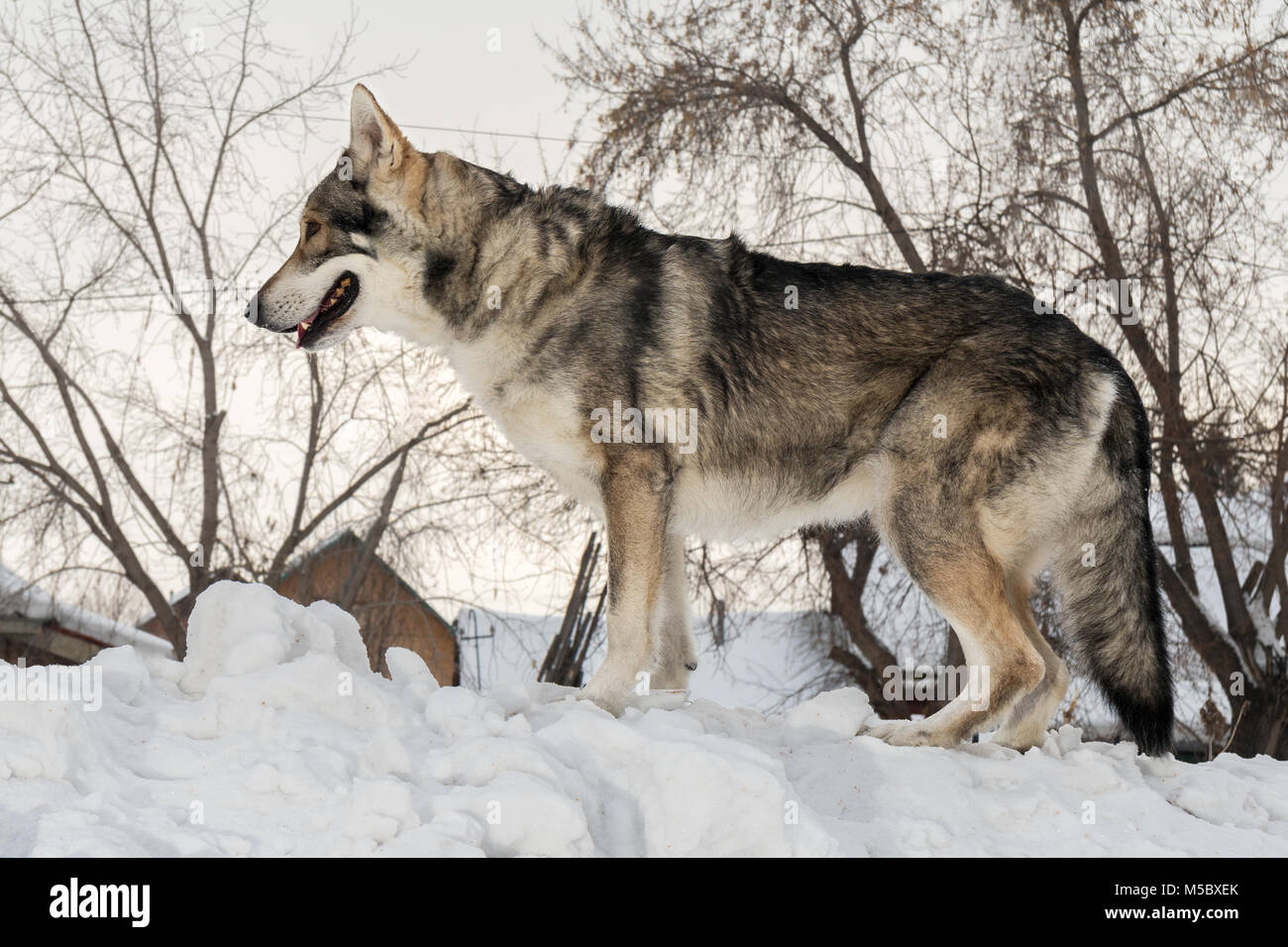 Perro lobo de saarloos fotografías e imágenes de alta resolución - Alamy